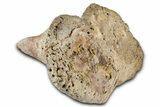 Fossil Dinosaur (Ankylosaurus) Osteoderm - Montana #380187-5
